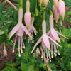 Fuchsia 'Whiteknights Blush'
